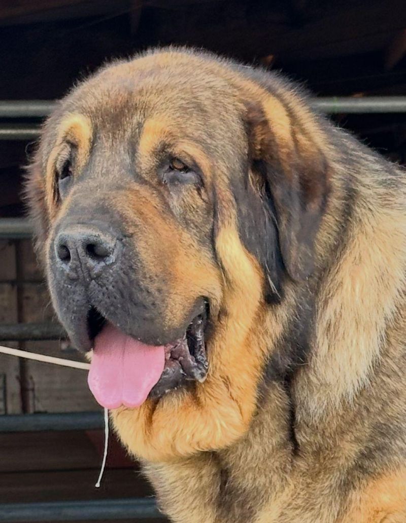 Su origen está estrechamente vinculado al pastoreo Su origen está estrechamente vinculado al pastoreo