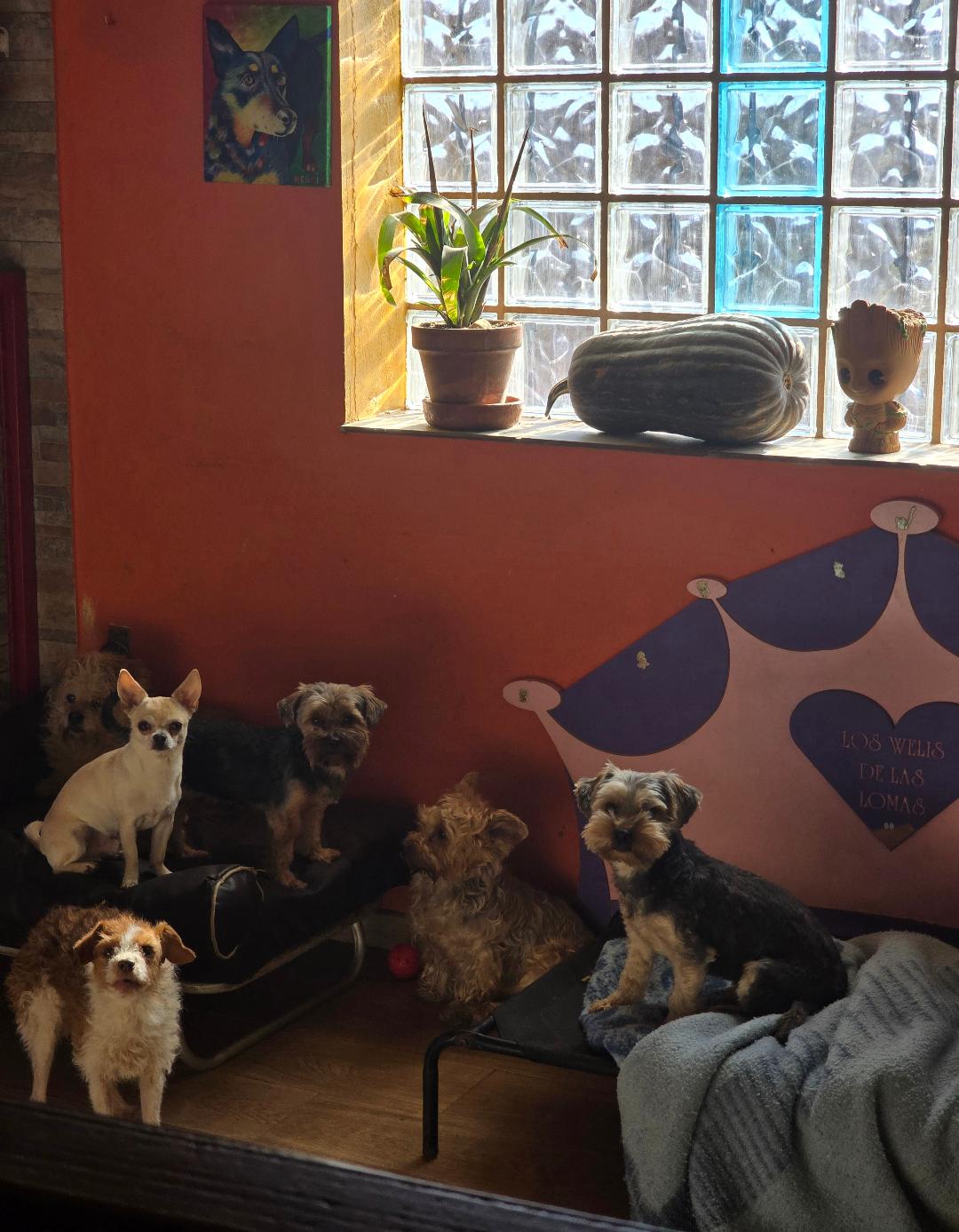 En Hotel Canino Las Lomas cada perro es tratado como lo que es único. |HOTEL CANINO LAS LOMAS