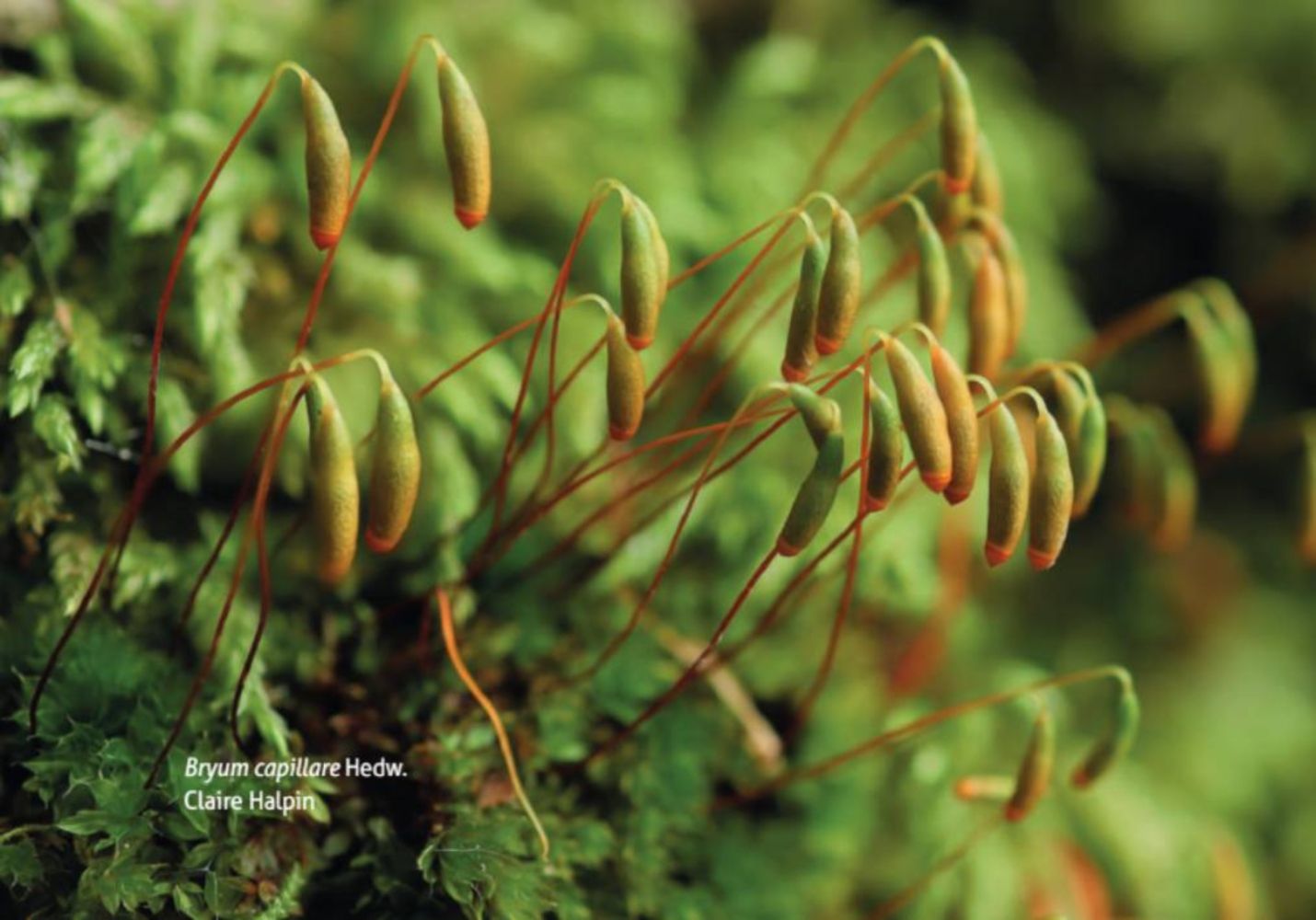 Una de las fotografías que aparecen en el libro Una de las fotografías que aparecen en el libro