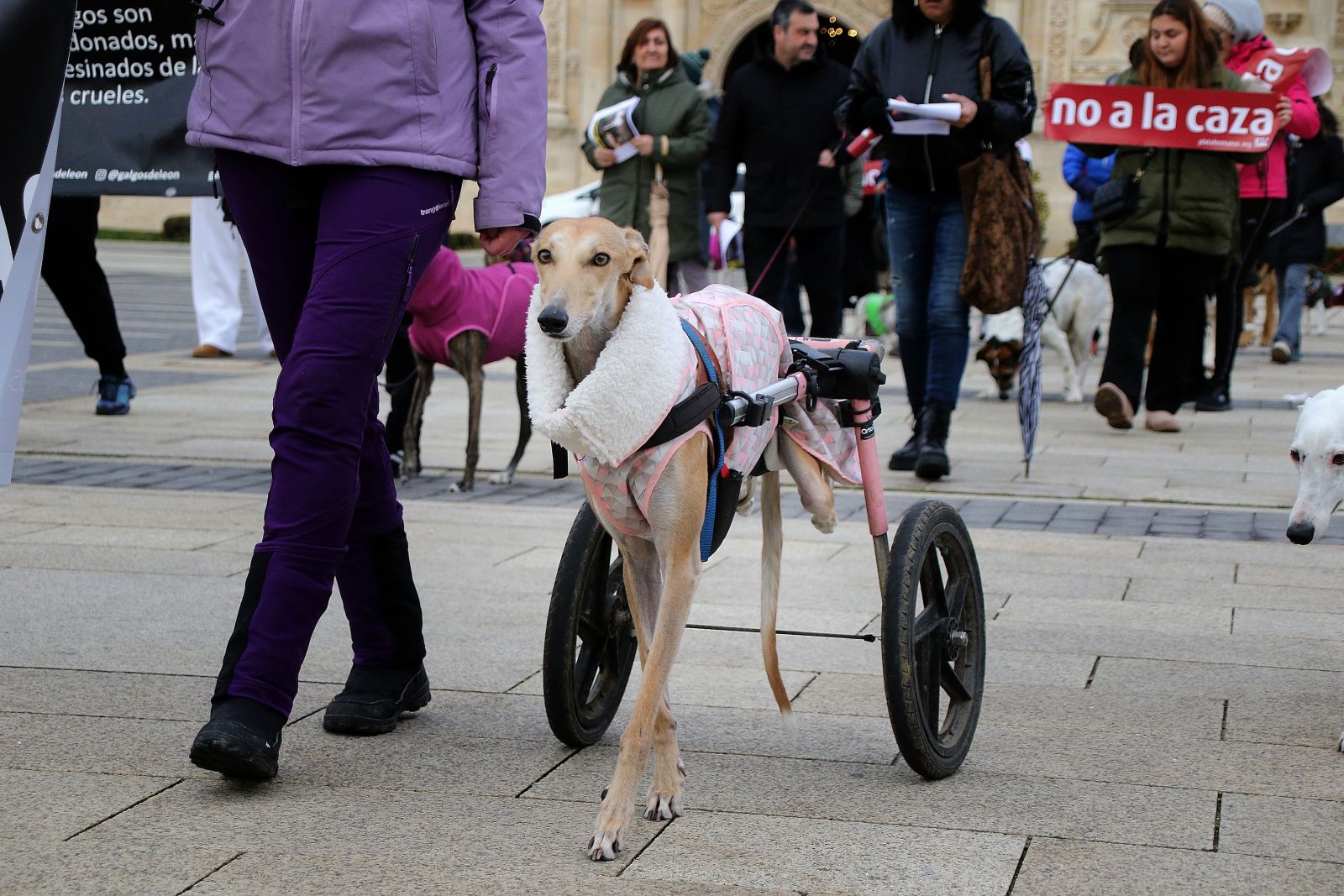 Imagén de la manifestación de la Plataforma NAC en León en 2025 para reivindicar los derechos de los perros usados en la caza | PEIO GARCÍA / ICAL