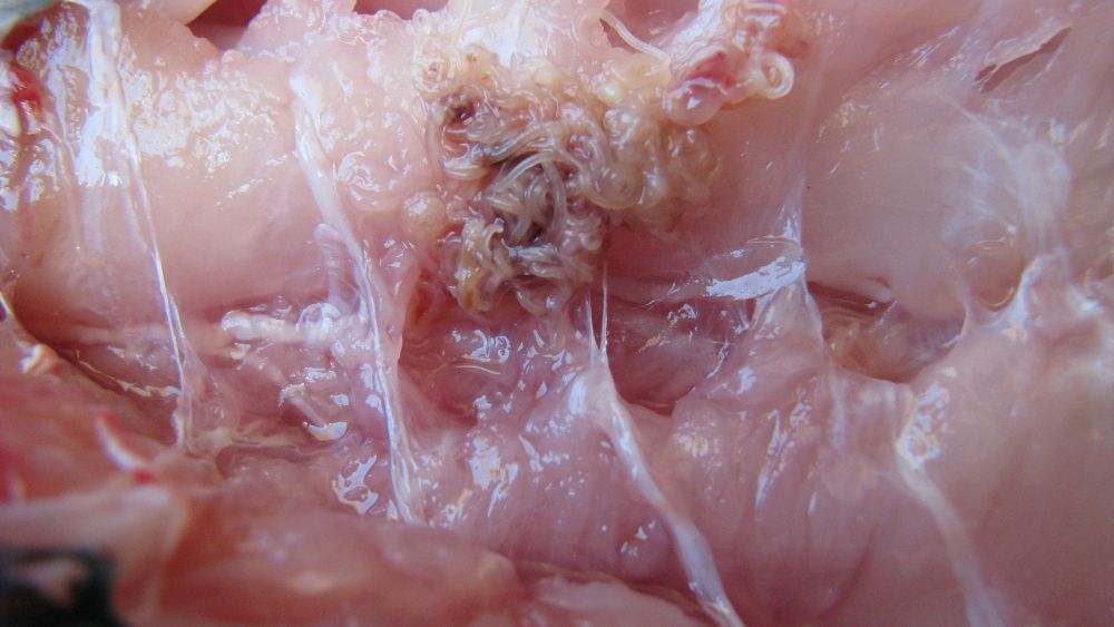 Anisakis Merluza (24)