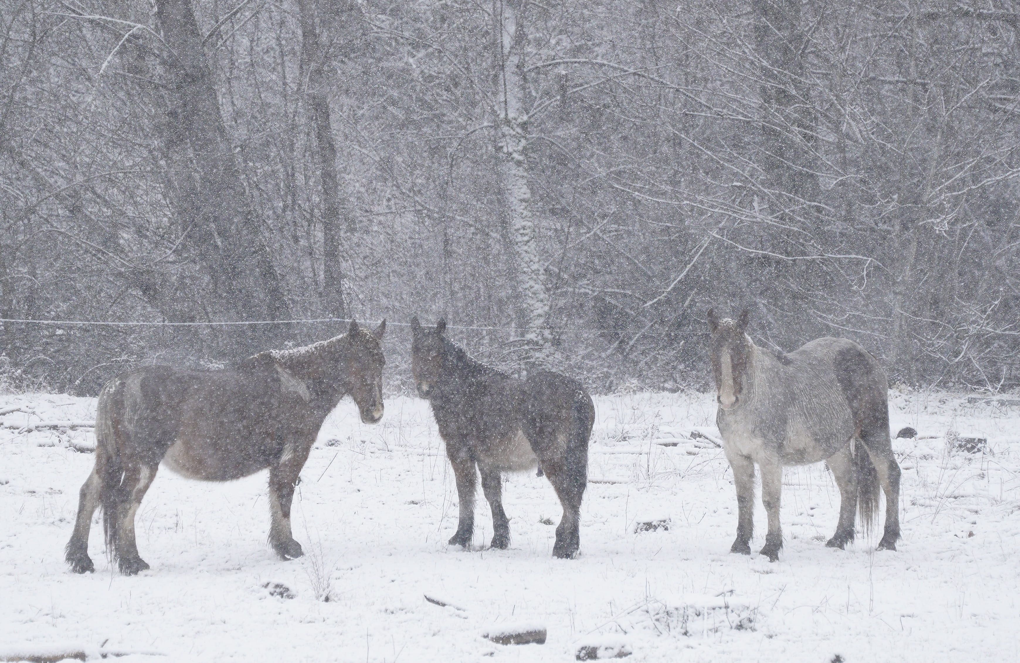 El temporal de nieve en El Bierzo. | CÉSAR SÁNCHEZ (ICAL)