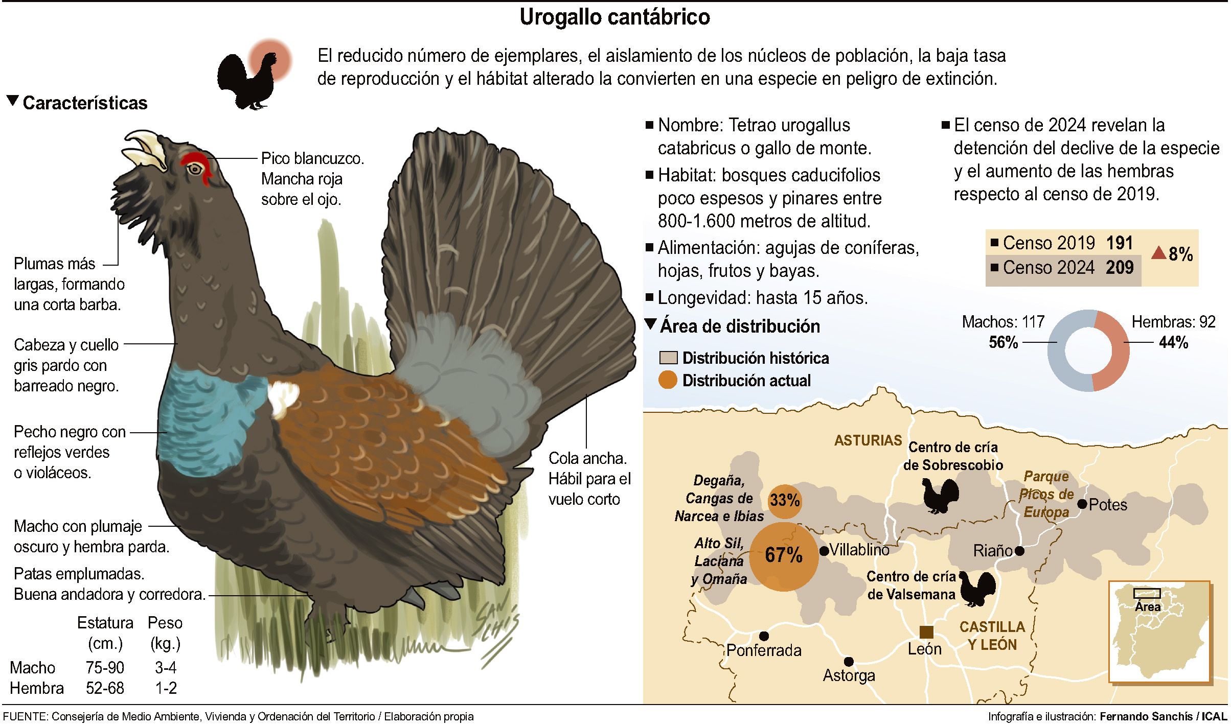 El urogallo cantábrico en León