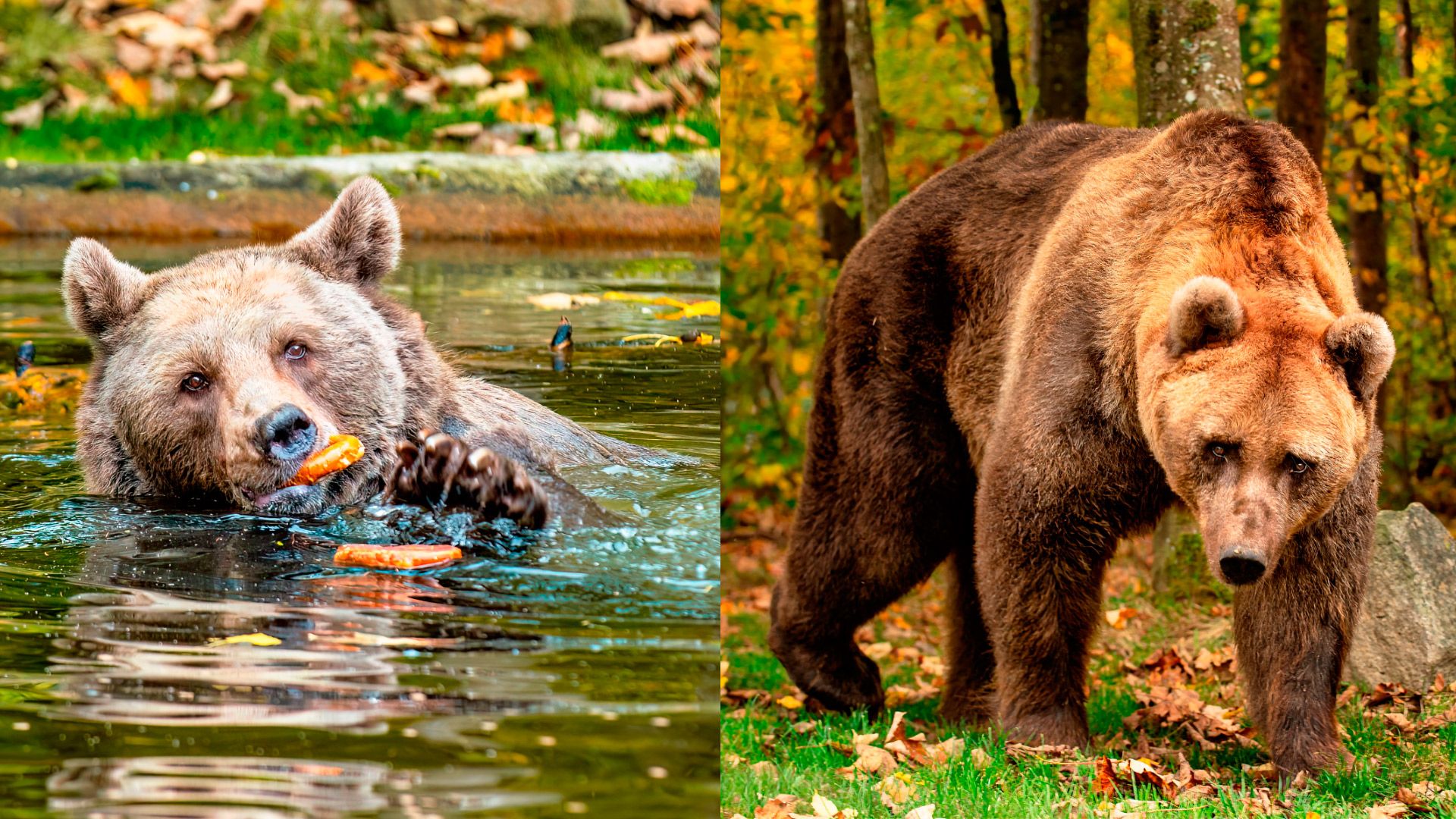 Los cuidadores del refugio al que fueron trasladados Luna y Ponderoso aseguran que en este medio año "han recobrado la vitalidad y la alegría de vivir". | GNADENHOF FÜR BÄREN
