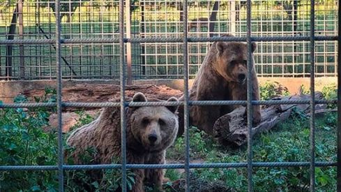 osos alemania coto osos alemania coto