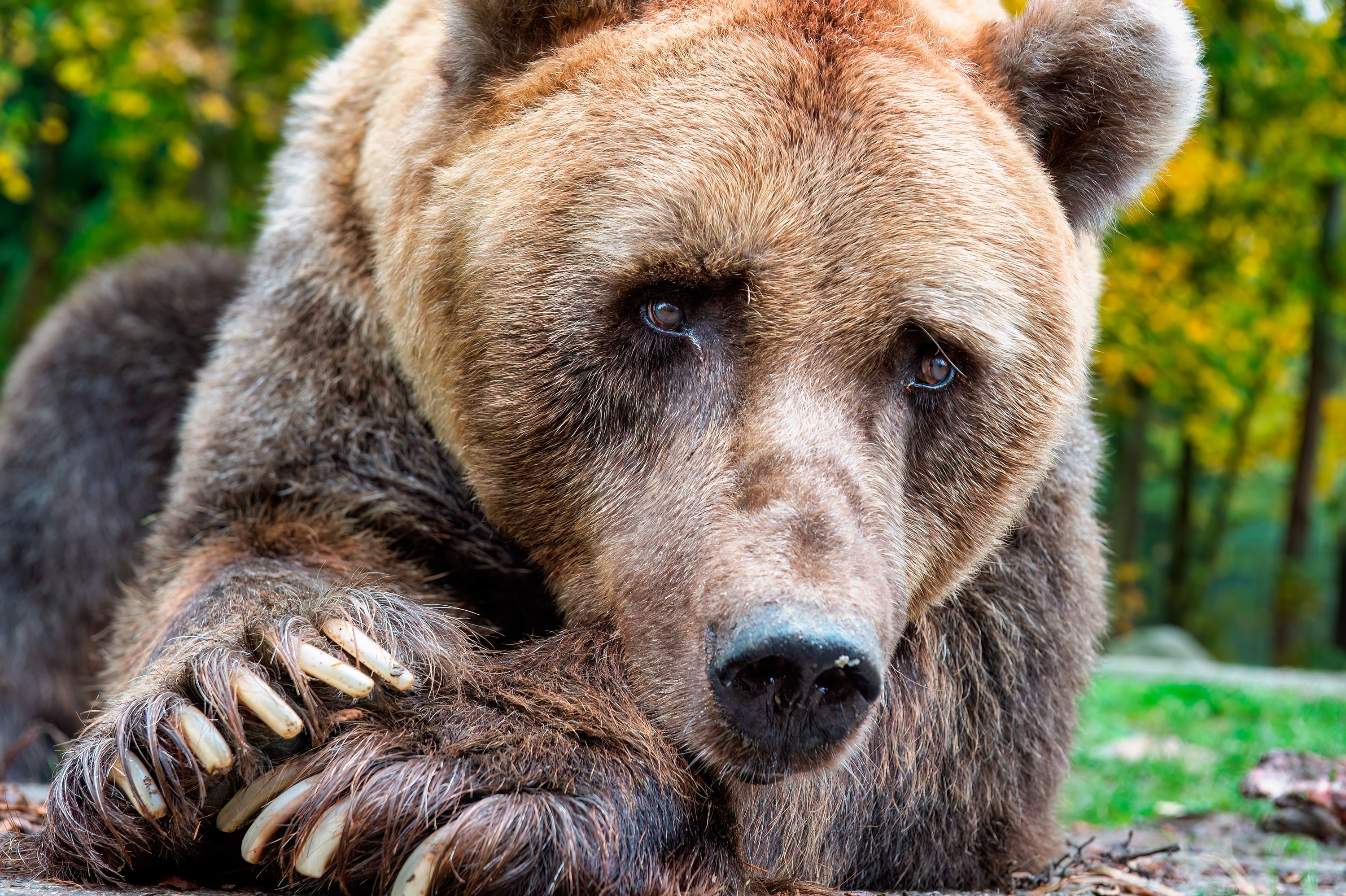 Ponderoso, el mítico oso del Coto Escolar, falleció este sábado en Alemania.