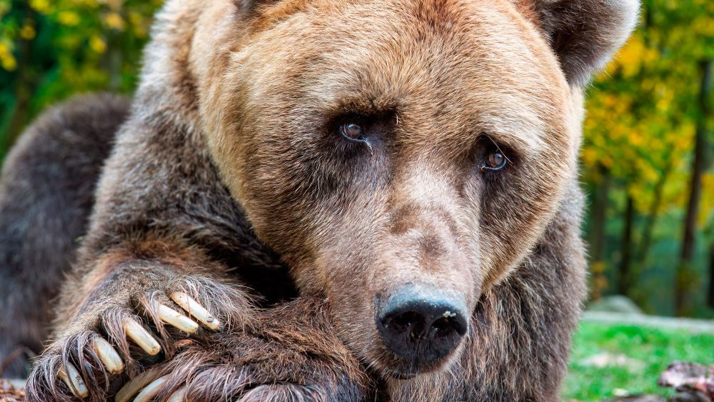 Imagen PONDEROSO Imagen PONDEROSO