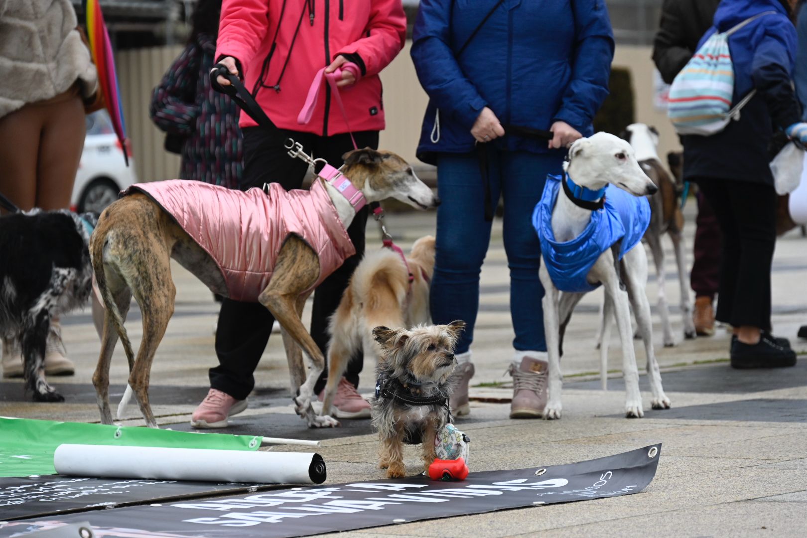 Distintas razas de perros estuvieron presentes en la protesta. | SAÚL ARÉN