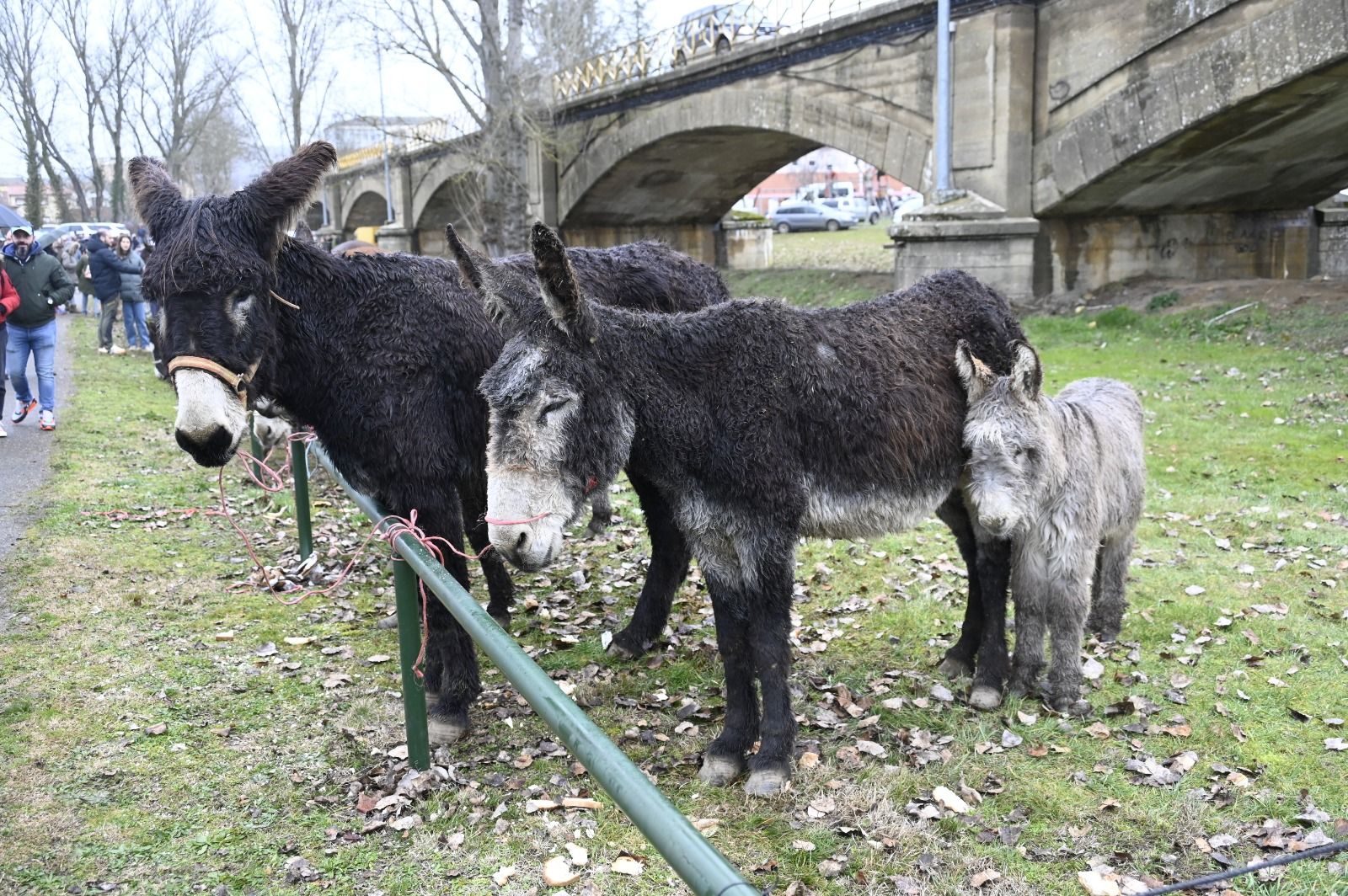 Feria de Gradefes. | SAÚL ARÉN