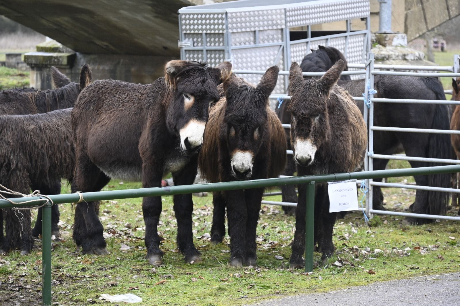 Feria de Gradefes. | SAÚL ARÉN