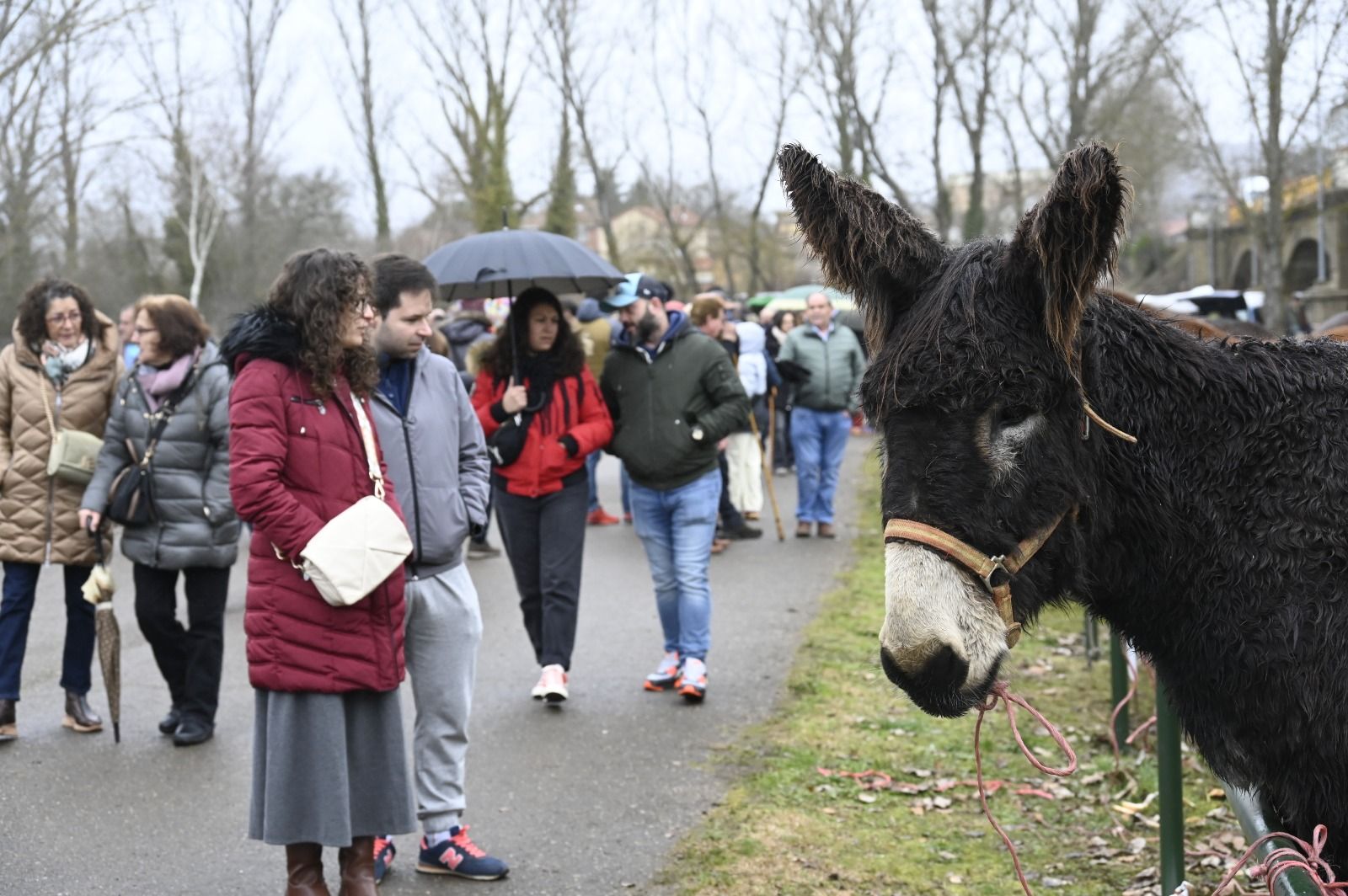 Feria de Gradefes. | SAÚL ARÉN