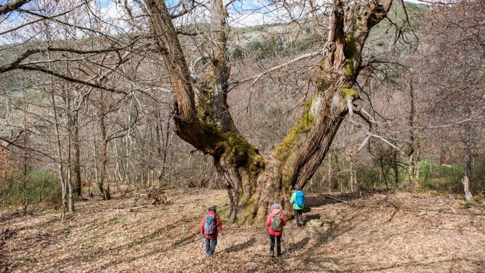El castaño constituye uno de los pilares agroforestales más relevantes de la comarca del Bierzo. | VICENTE GARCÍA