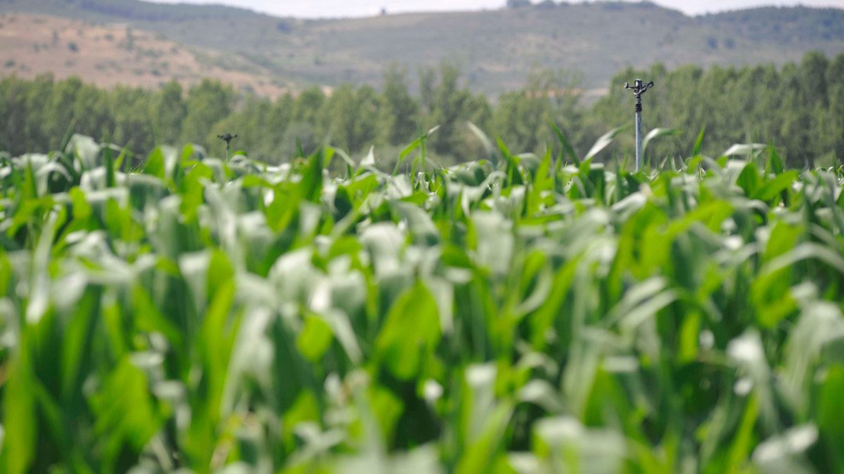 La provincia de León es la mayor productora de maíz de España. | DANIEL MARTÍN