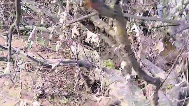 La proliferación de toallitas está suponiendo un grave problema ecológico / P. ROMO La proliferación de toallitas está suponiendo un grave problema ecológico / P. ROMO