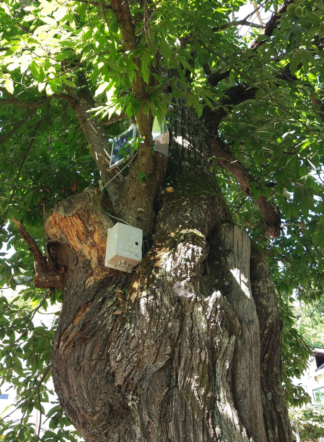 Recogida de datos de uno de los castaños bercianos. 