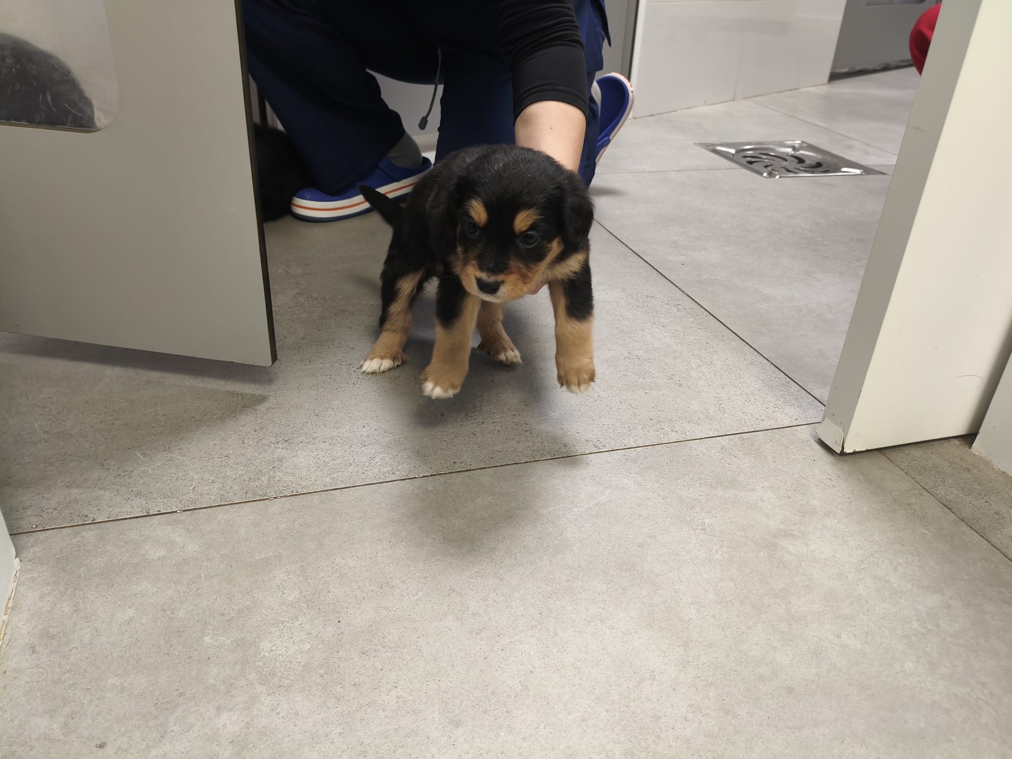 Los animales son una camada de cruce de Border Collie y Pastor Alemán.