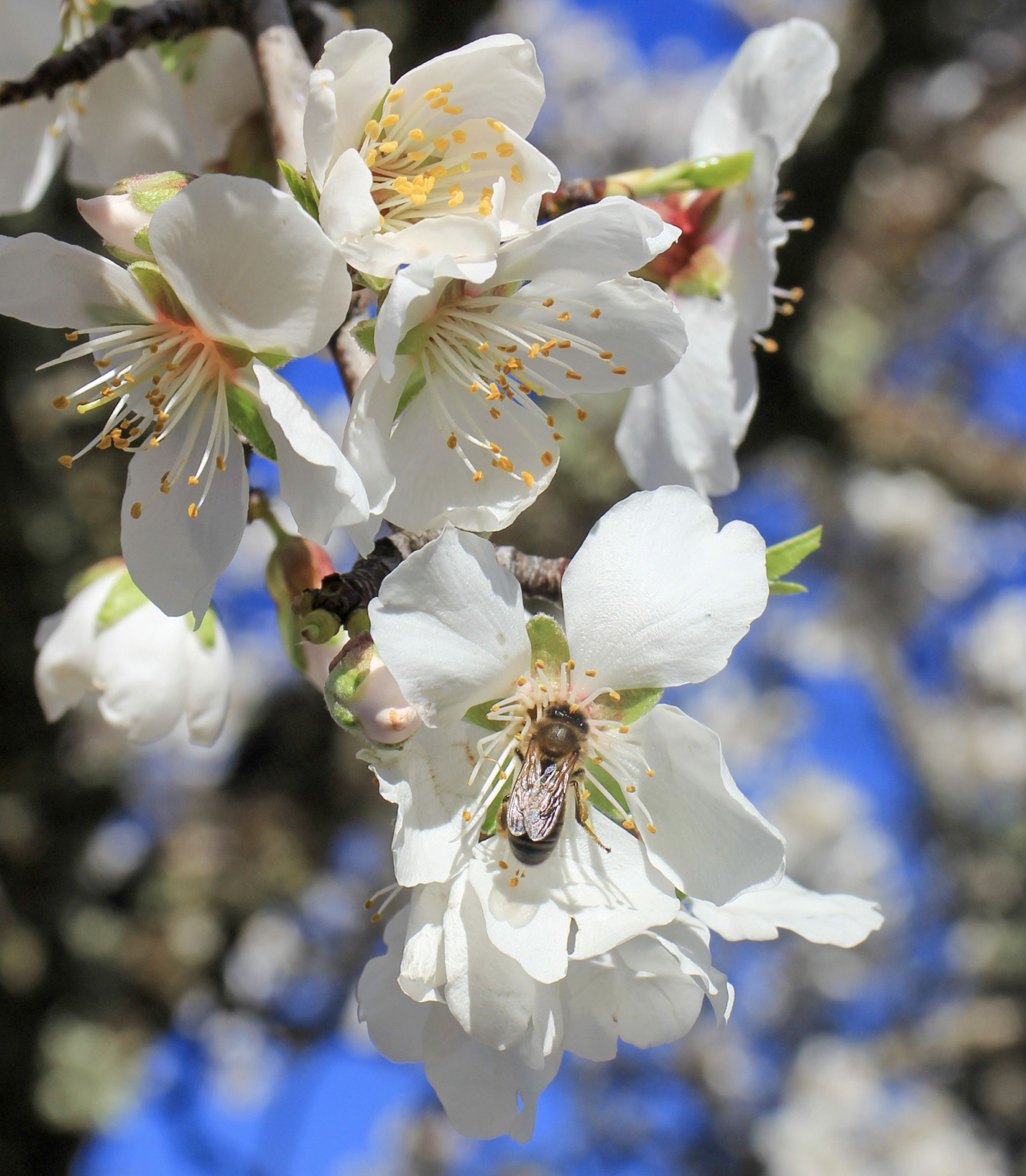 La flor del cerezo tiene algo peculiar, el secreto que guarda y que le obliga a cambiar de color, y la belleza de acercarse al que la aprecia. | ayto. corullón