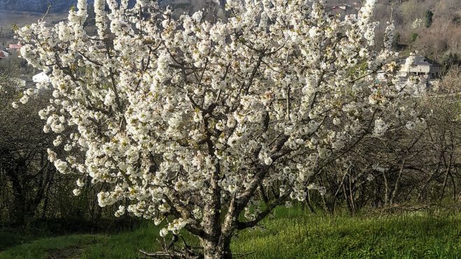Con los primeros rayos de sol de la primavera, los cerezos de Corullón vuelven a vestirse de blanco. | ayto. corullón Con los primeros rayos de sol de la primavera, los cerezos de Corullón vuelven a vestirse de blanco. | ayto. corullón