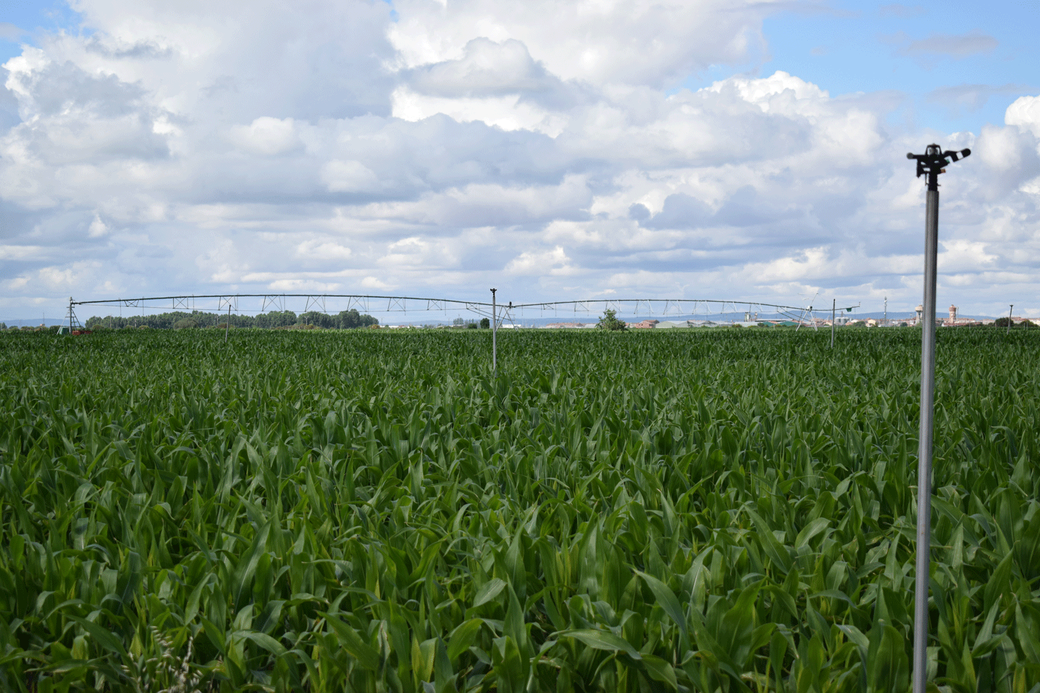 Foto de archivo de una parcela de maíces entre Bercianos y Santa María del Páramo. | ALEJANDRO RODRÍGUEZ
