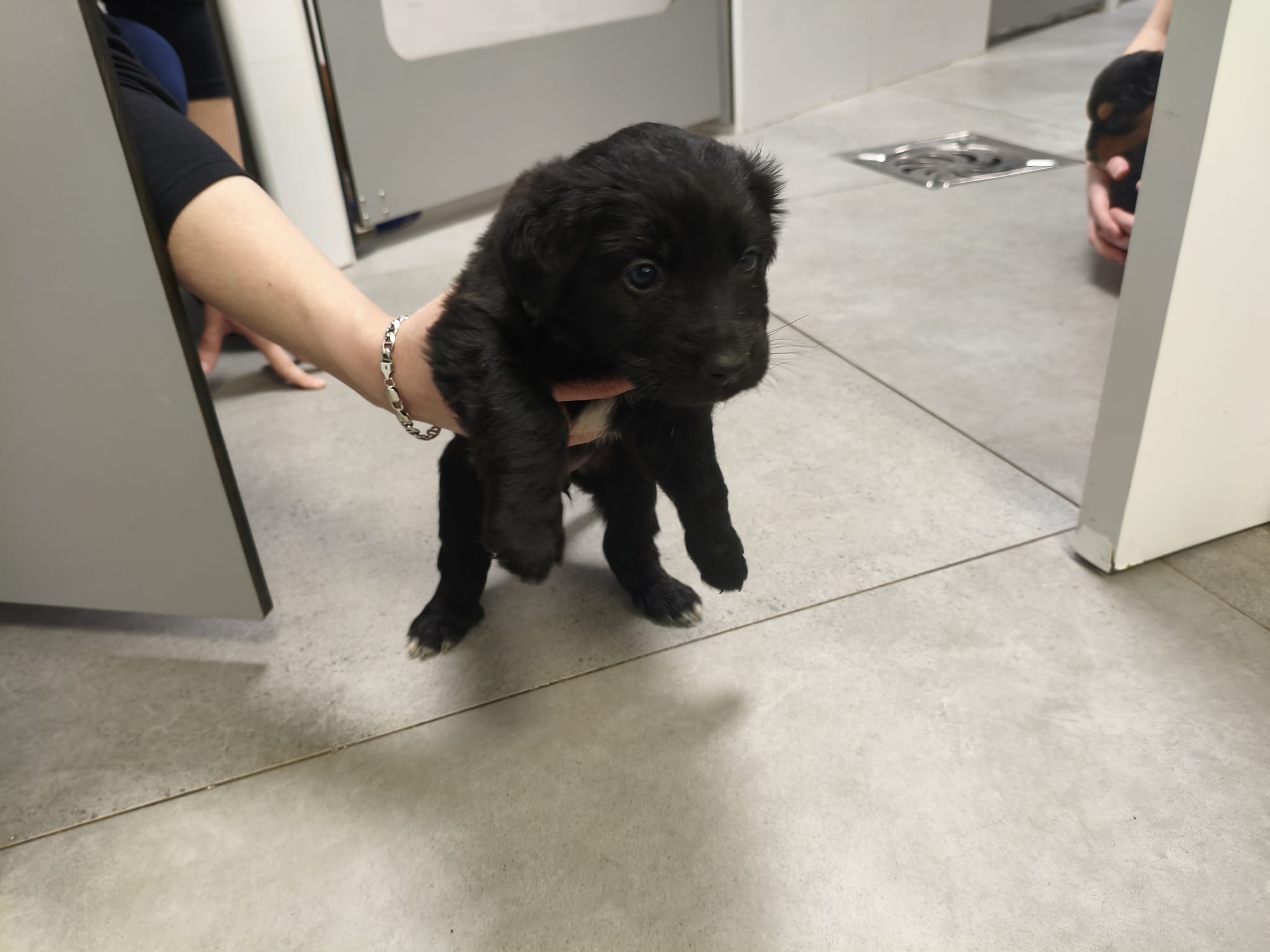 Los ocho cachorros abandonados en San Esteban de Valdueza ya tienen hogar.