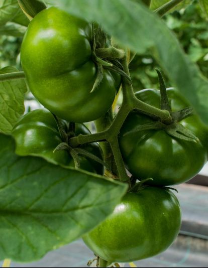 Instalaciones de Apaycachana en el polígono de Vidanes.APAYCACHANA (1) Instalaciones de Apaycachana en el polígono de Vidanes.APAYCACHANA (1)