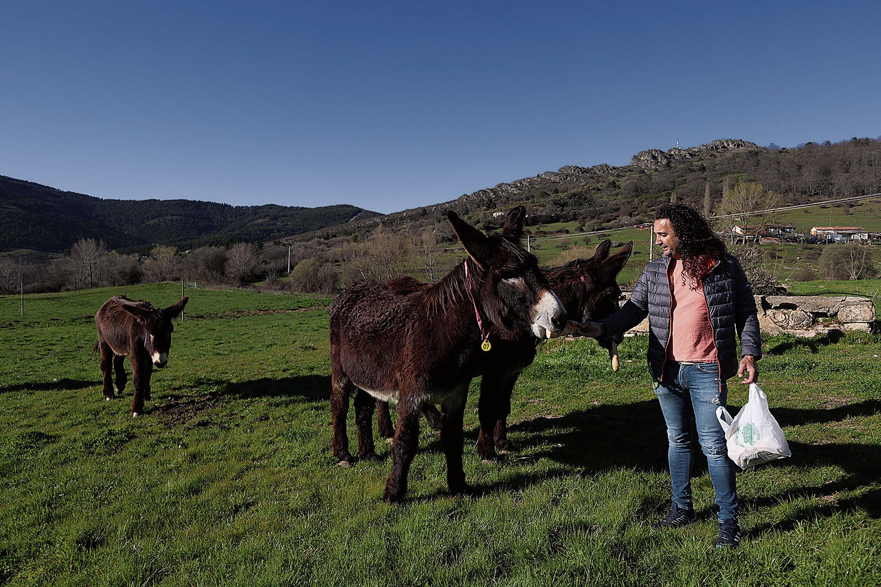 Mario, trabajador del Censyra en Boñar y de tradición familiar ganadera, dando de comer a los ejemplares recién llegados. | FERNANDO OTERO Mario, trabajador del Censyra en Boñar y de tradición familiar ganadera, dando de comer a los ejemplares recién llegados. | FERNANDO OTERO