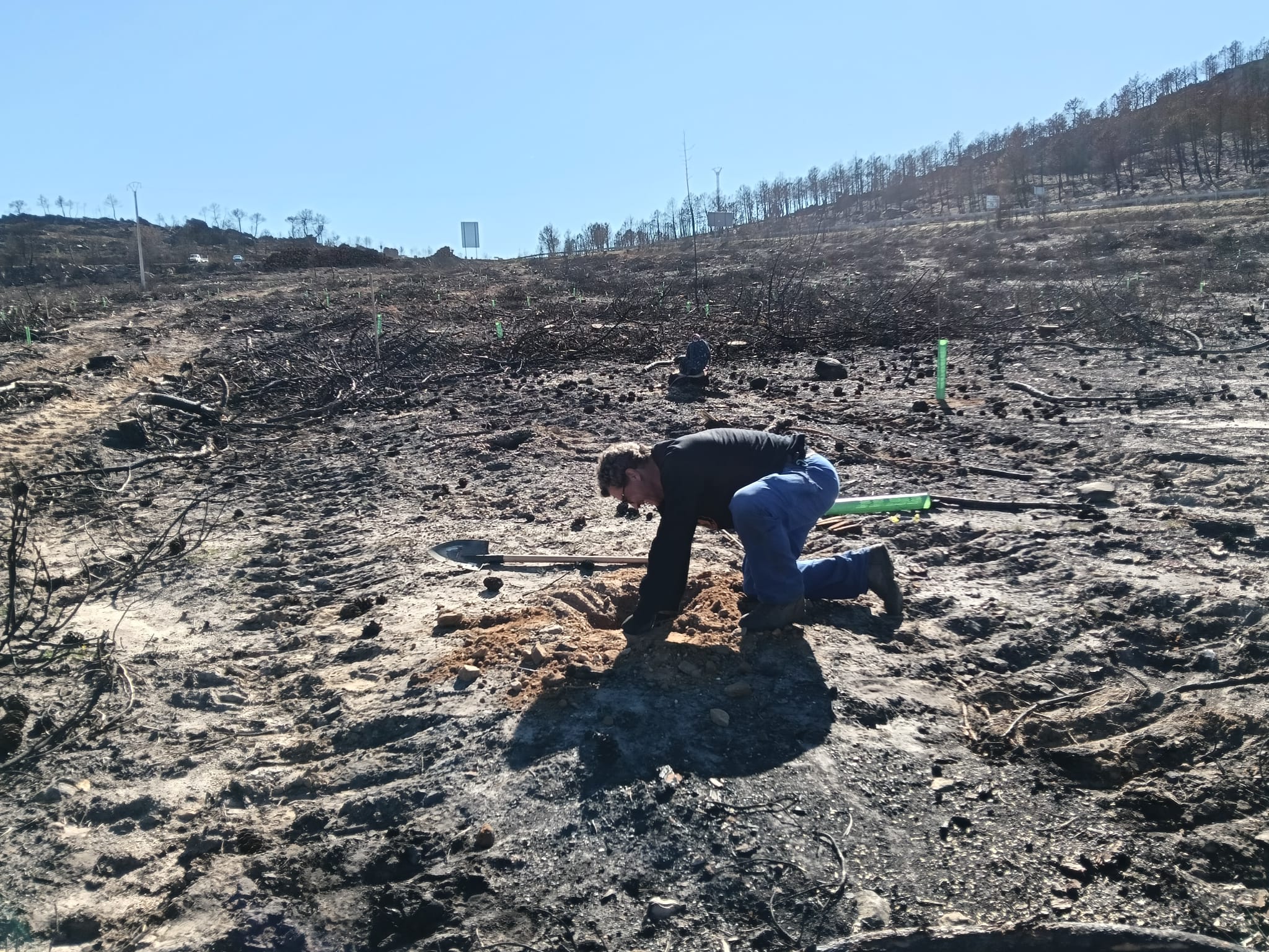 Asociación Tierras Quemadas cierra la temporada de reforestación con su quinta facendera en la Valdería Asociación Tierras Quemadas cierra la temporada de reforestación con su quinta facendera en la Valdería
