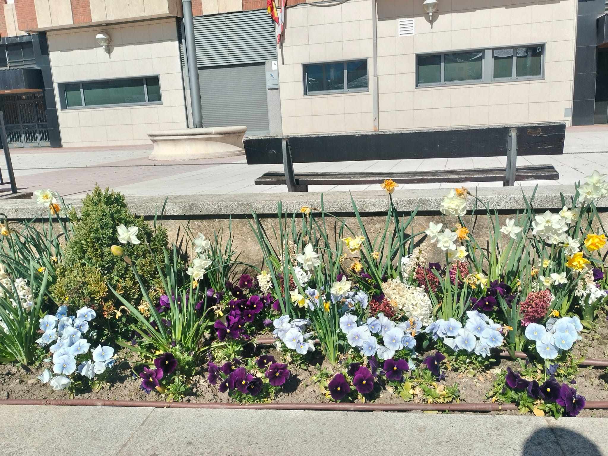 Flores plantadas para embellecer la ciudad. 
