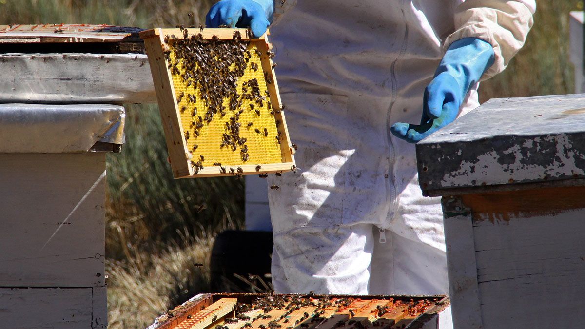Colmenas de una empresa ecológica que produce miel en León, una provincia que cuenta con más de 40.000.| ICAL
