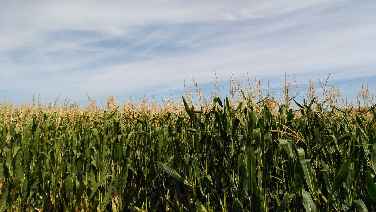 Finca de maíces en Santa María del Páramo hace unos días.| TERESA GIGANTO