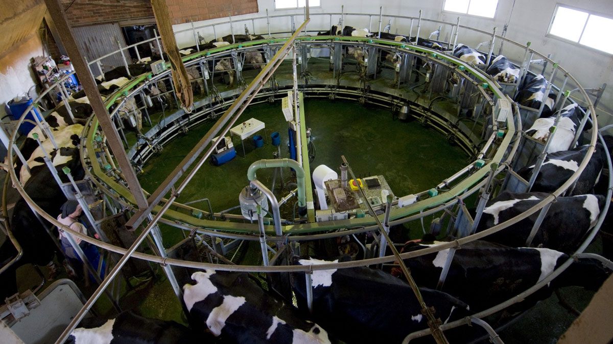Explotación de vacuno de leche en Algadefe de la Vega, una de las localidades de mayor producción.| MAURICIO PEÑA