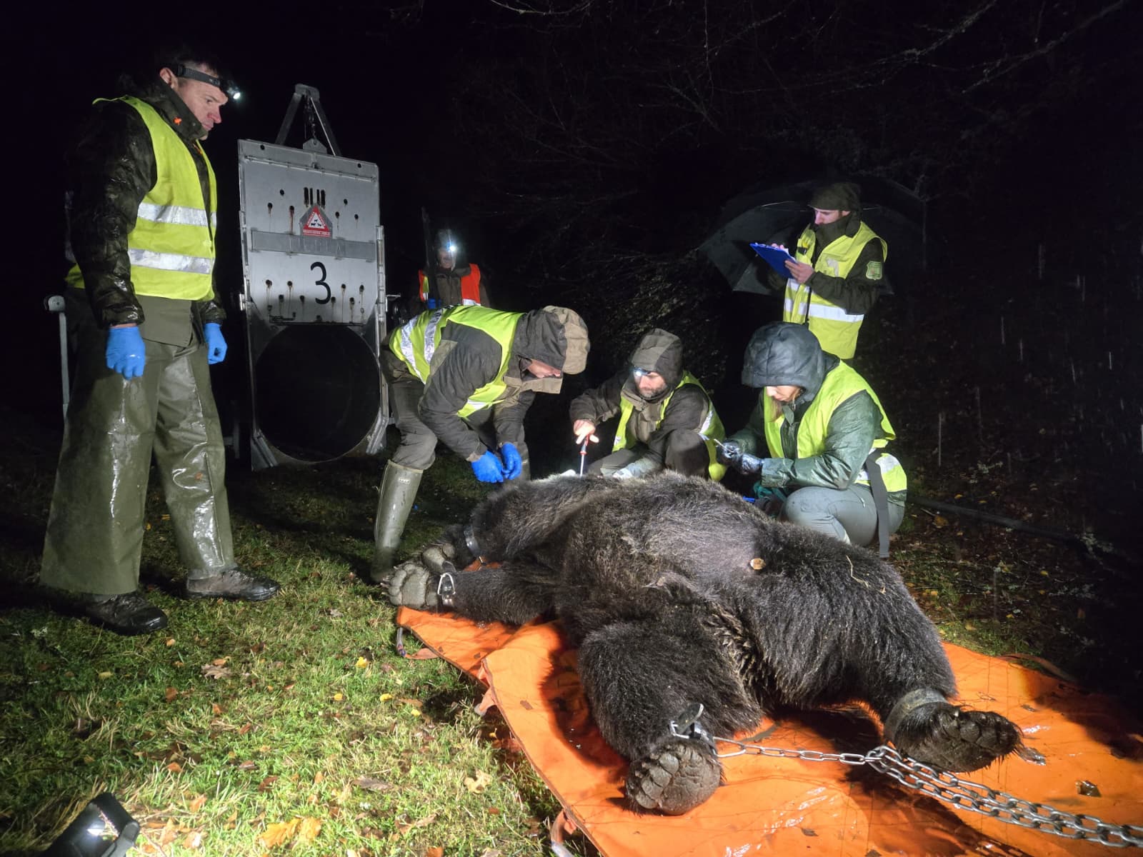 Captura de un oso en una imagen de archivo. | JCYL Captura de un oso en una imagen de archivo. | JCYL