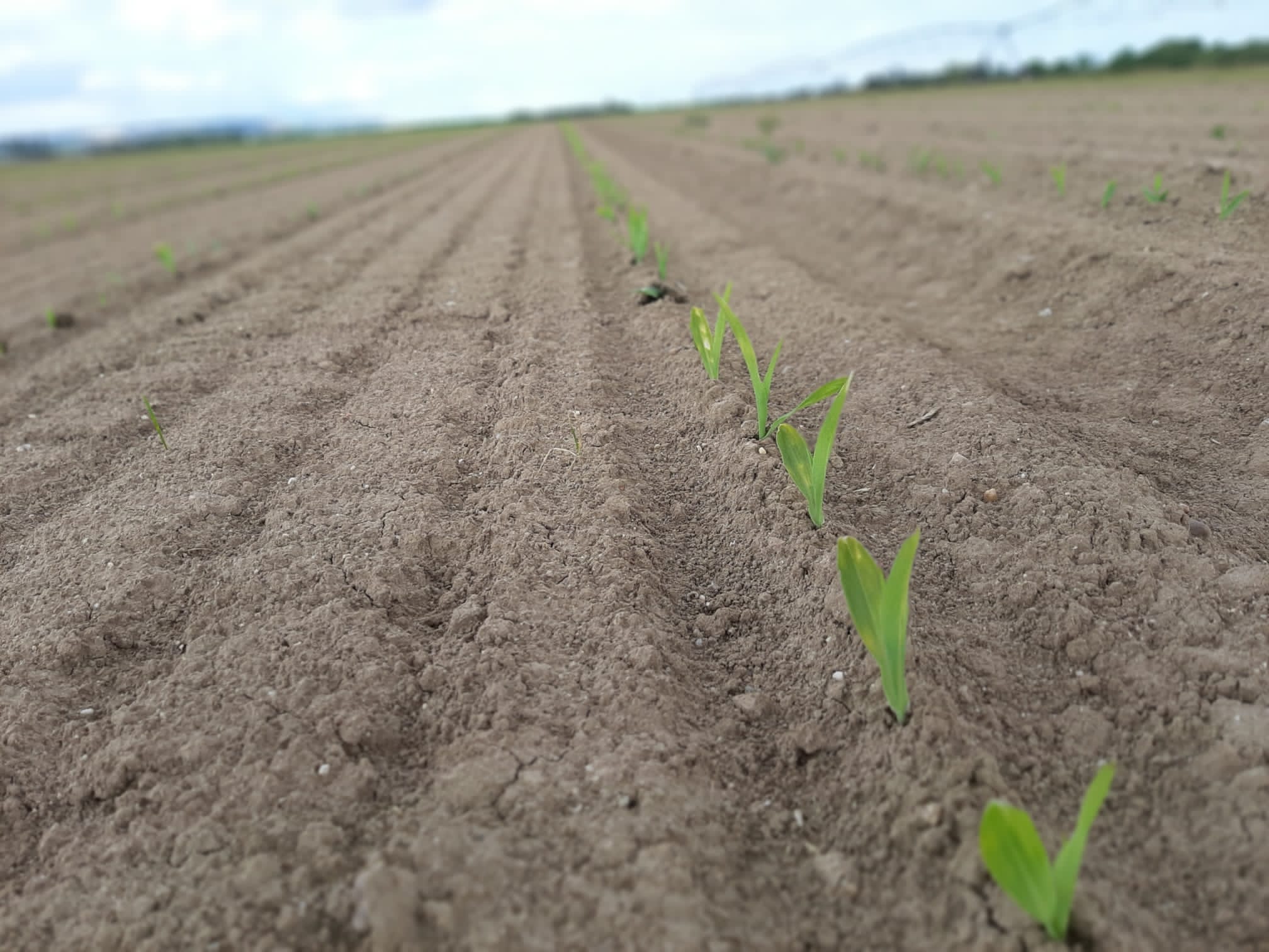 Foto de archivo de la nascencia de una siembra de maíz. | L.N.C.