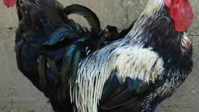 Entre plumas únicas y aguas claras, el valle del Curueño sigue siendo referencia nacional para pescadores. AYTO. SANTA COLOMBA DE CURUEÑO (2) Entre plumas únicas y aguas claras, el valle del Curueño sigue siendo referencia nacional para pescadores. AYTO. SANTA COLOMBA DE CURUEÑO (2)