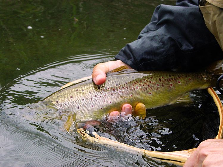 En el Omaña, cada trucha es el resultado de paciencia y conocimiento. |  PESCA CASTILLA Y LEÓN