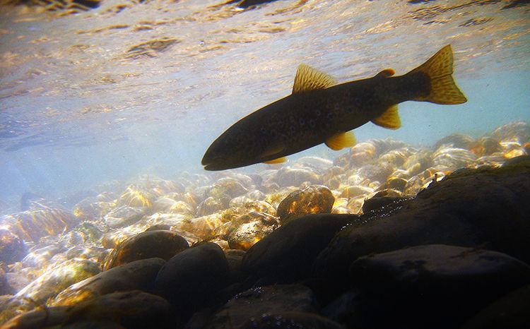 El Esla es un río de grandes truchas, muy visitado demandado durante toda la temporada.| PESCA CASTILLA Y LEÓN