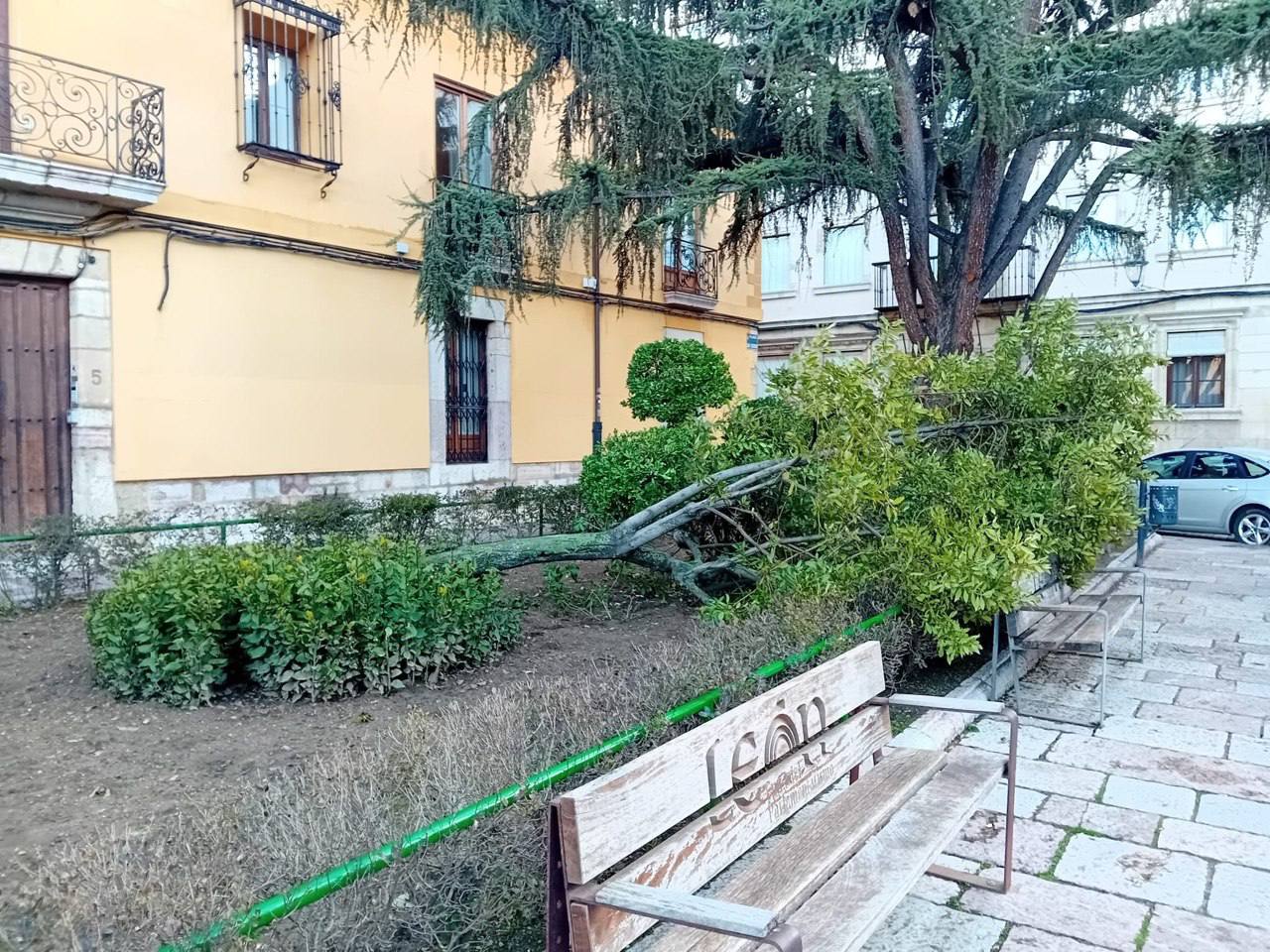 El laurel, tras ser derribado por el viento el pasado 12 de febrero. | LNC