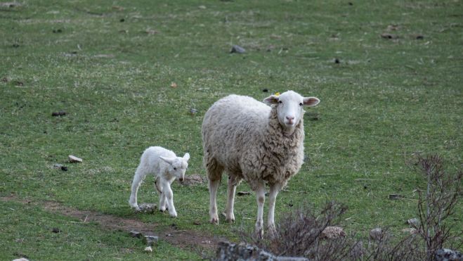 Con su corderito Con su corderito
