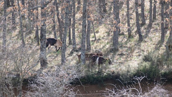 Cabras entre los robles Cabras entre los robles