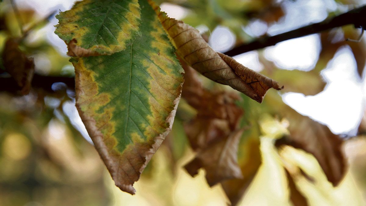 Un árbol de un parque muestra los primeros síntomas del otoño. | EFE