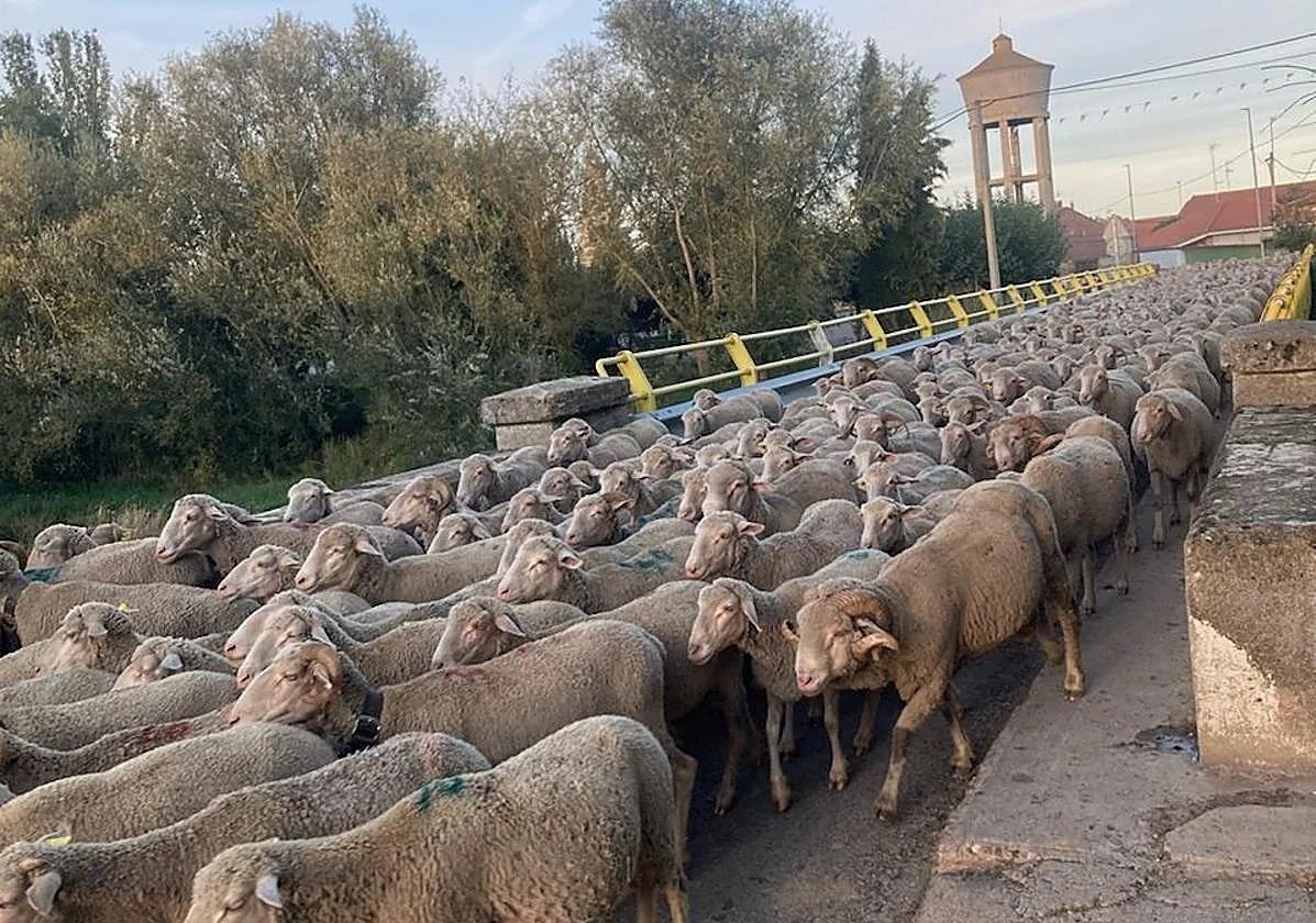 Un rebaño de ovejas pasando por el conocido como puente republicano de Santibáñez de la Isla. | L.N.C.
