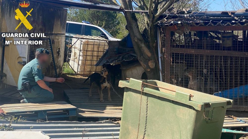 Situación en la que se encontraron a los animales en Lillo.