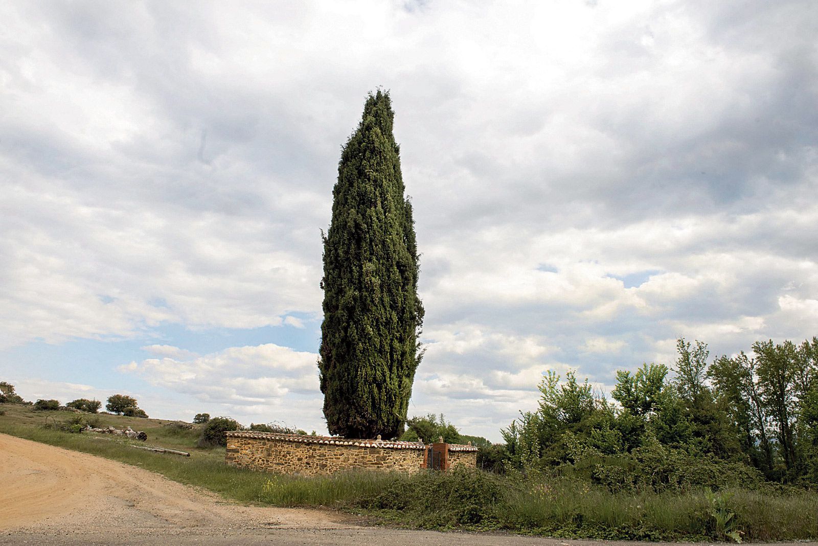 El otro cementerio exclusivamente civil de la provincia, en Lagunas de Somoza, llamativo por el espectacular ciprés que se ve desde lejos. | MAURICIO PEÑA