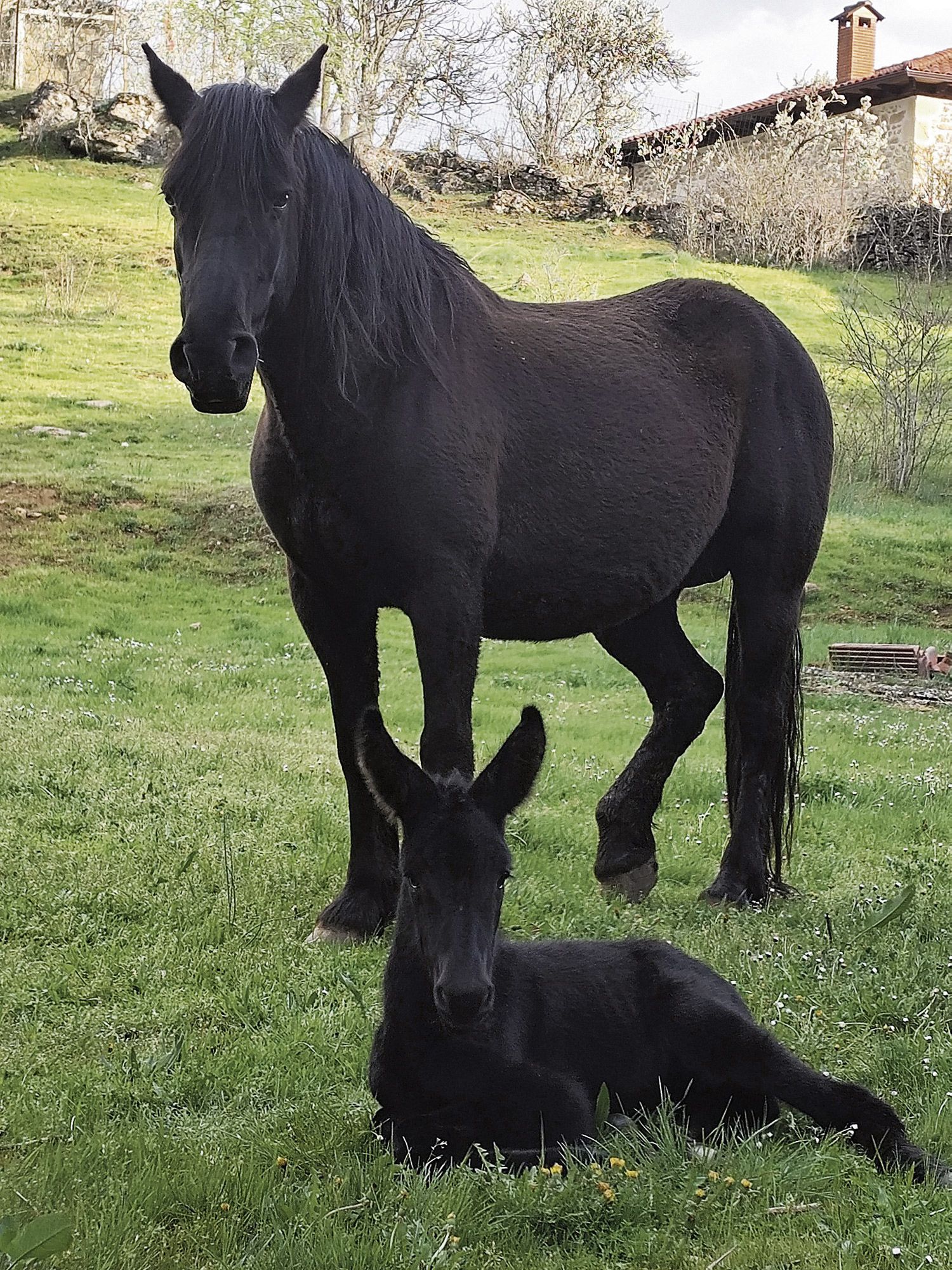La llegada a Boñar de este mulo recién nacido, después de cincuenta años, está siendo la gran noticia de estos días.