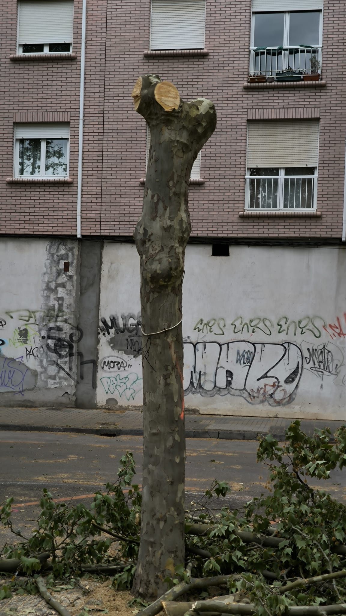 Imagen del apeo de algunos de los ejemplares. 