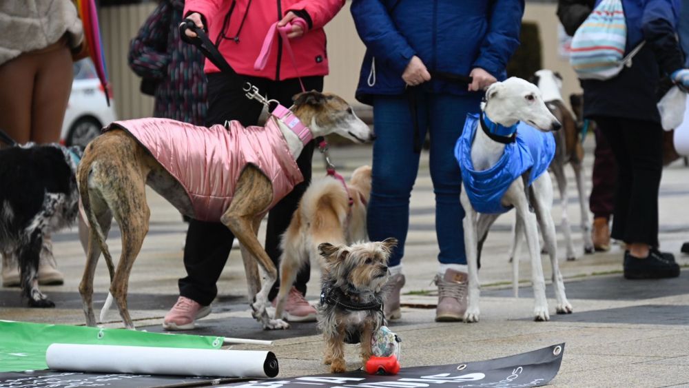 Noceda del Bierzo será escenario el próximo domingo, 19 de abril, del I Campeonato de Perros de Rastro. | SAÚL ARÉN
