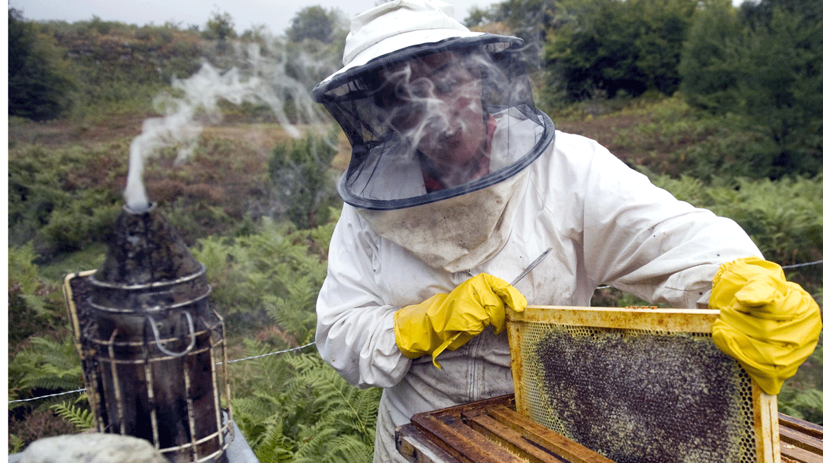 La miel es un producto de futuro para la comarca berciana, que cada vez suma más apicultores. | ICAL