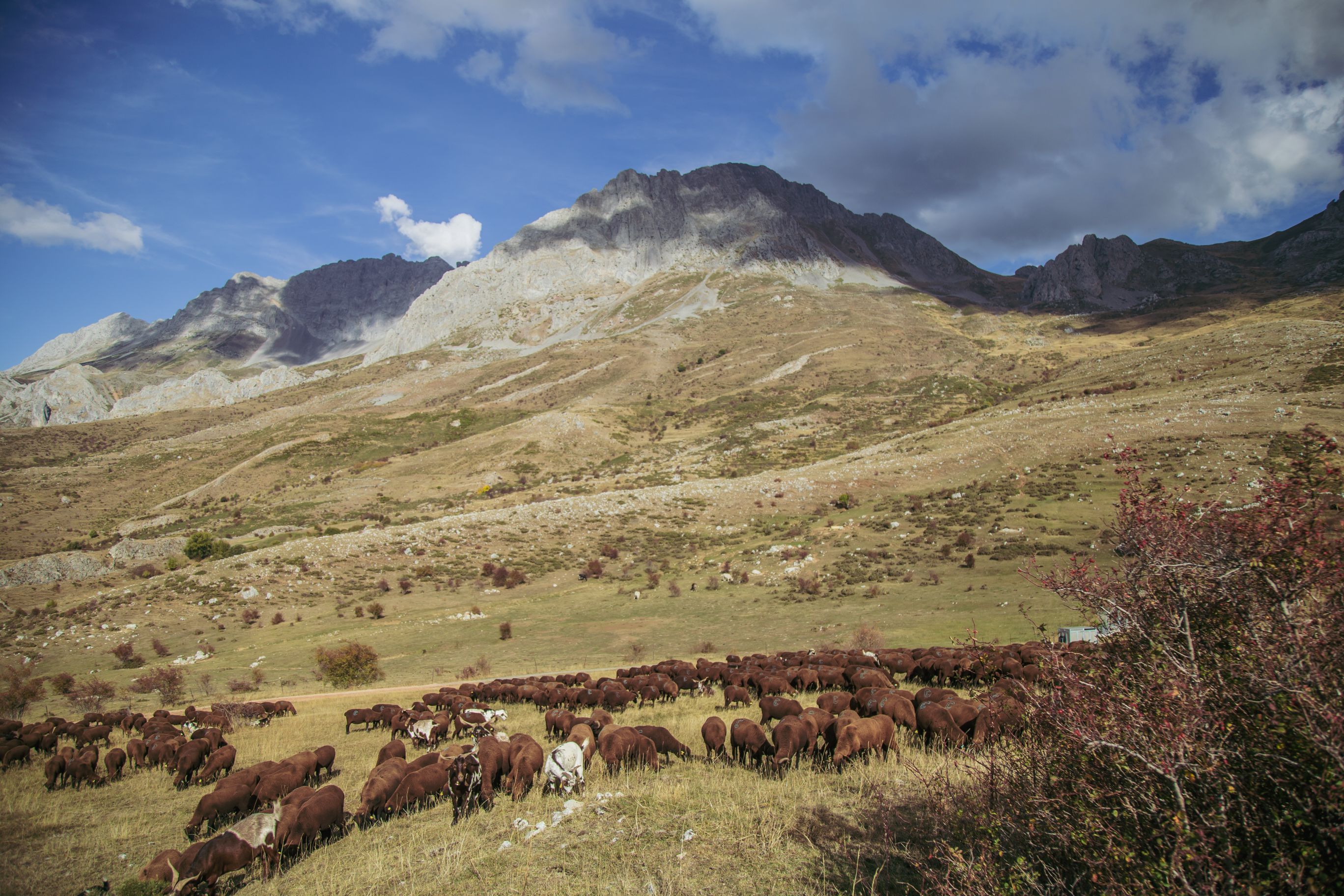 Ovejas merinas negras en los pastos babianos.| KATERÍN ÁLVAREZ DÍEZ