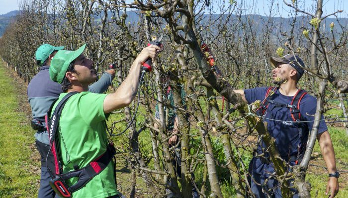 Momentos de la poda en El Bierzo. | ICAL