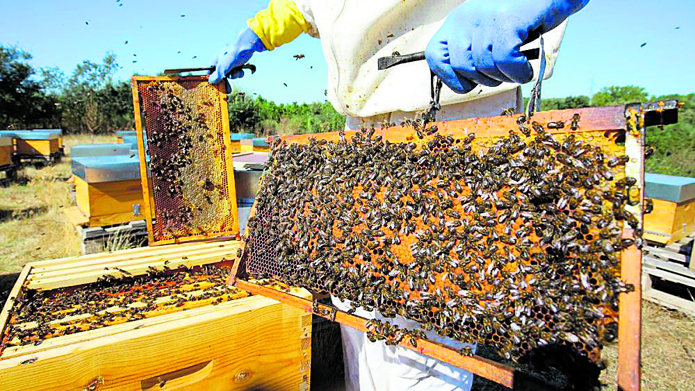En la imagen, panales de abejas en una fotografía de archivo. | ICAL